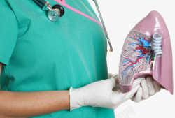 肺部模型肺部医疗模型高清图片