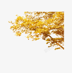 黄色秋天大树素材
