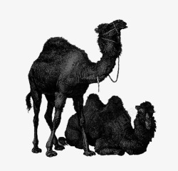 黑白的骆驼骆驼高清图片