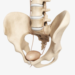 骨盆脊椎模型实物素材