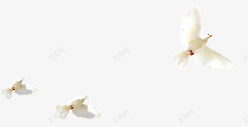 白色飞翔在天空中的白鸽png免抠素材_新图网 https://ixintu.com 天空 白色 白鸽 飞翔