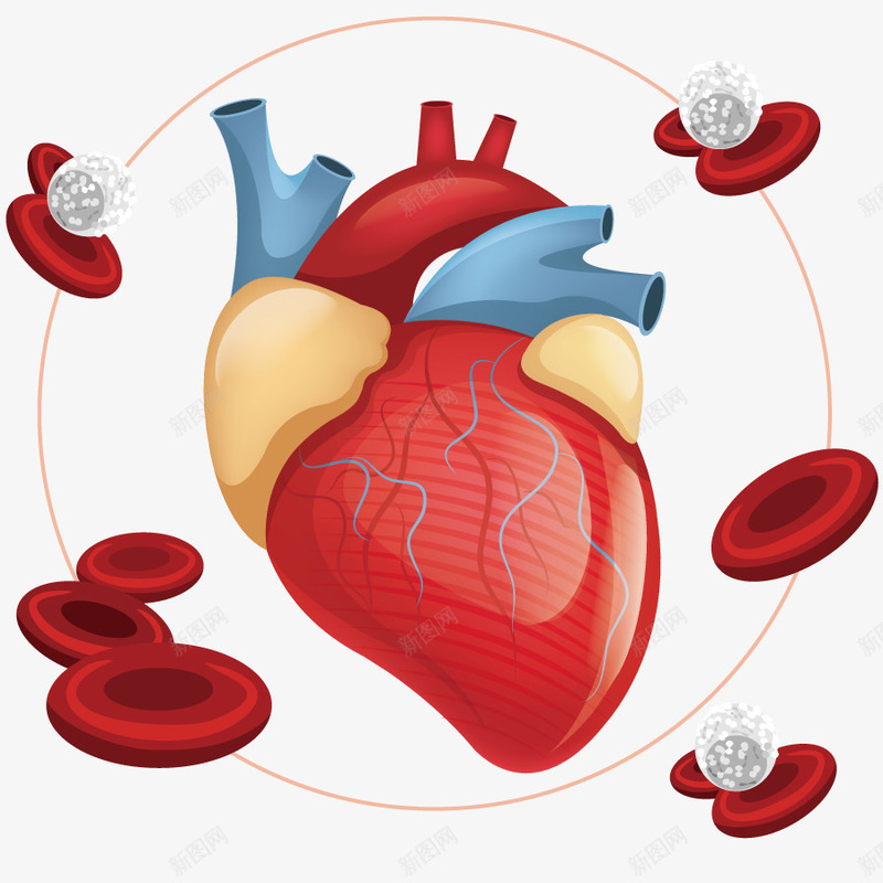 心脏器官png免抠素材_新图网 https://ixintu.com 内脏 医学研究 循环 手绘 模型