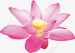 粉色荷花手绘花朵素材