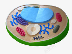 叶绿体细胞模型素材