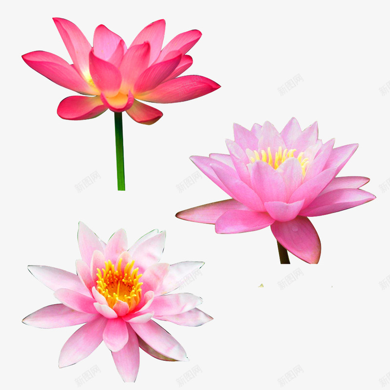 荷花png免抠素材_新图网 https://ixintu.com 荷花 莲花 雨荷