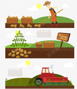太阳农民种植采摘土豆高清图片