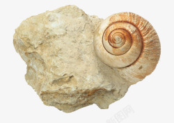 蜗牛石块化石素材