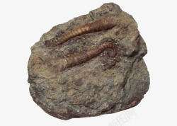 褐色尾巴化石素材