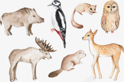 野猪插画手绘动物合集高清图片