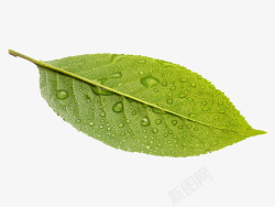 带水珠叶子素材