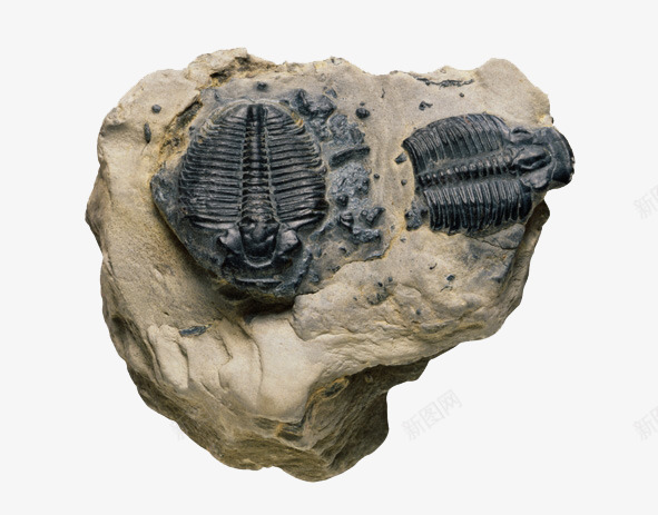 动物化石png免抠素材_新图网 https://ixintu.com 化石 历史 石头 考古