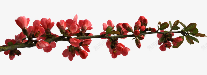 一枝红梅png免抠素材_新图网 https://ixintu.com 摄影 梅花 植物 红色 花朵