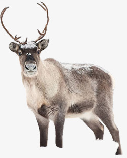 长角野生动物可爱驯鹿高清图片