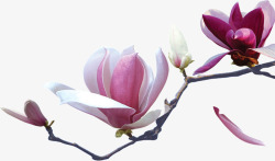 怒放的梅花素材