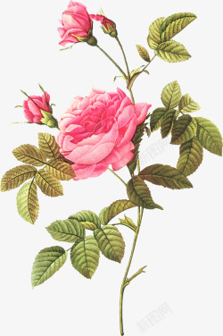 手绘粉红玫瑰素材