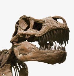 大型恐龙霸王龙头颅生物化石实物高清图片