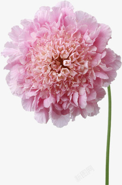 创意合成效果粉红色的海棠花素材