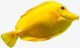 黄色海鱼摄影深海鱼黄色高清图片