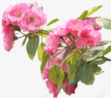 粉色植物野蔷薇png免抠素材_新图网 https://ixintu.com 植物 粉色 野蔷薇