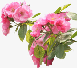 粉色植物野蔷薇素材