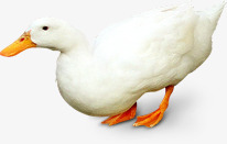 白色鸭子png免抠素材_新图网 https://ixintu.com 白色 设计 鸭子