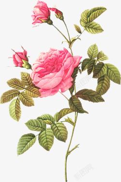 粉红彩绘牡丹花装饰素材
