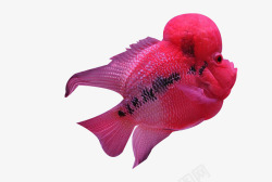 粉红珍珠红色罗汉鱼高清图片