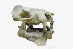 动物头骨化石实物素材