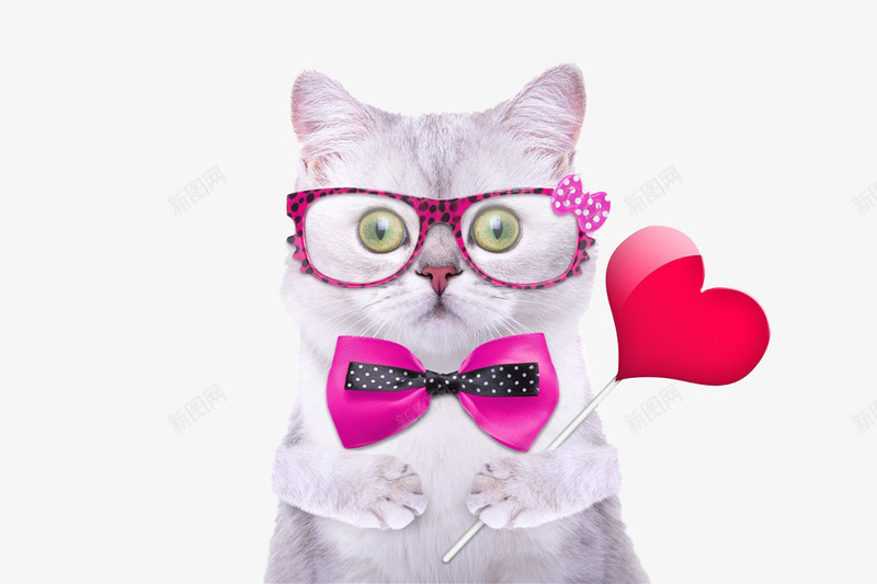 可爱的小猫png免抠素材_新图网 https://ixintu.com 动物 可爱 宠物 小猫 帽 爱心 粉红领结 粉色眼镜 萌宠