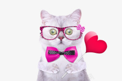 粉红领结可爱的小猫高清图片