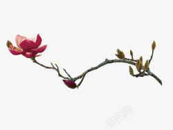 粉红色花骨朵盛开的花朵高清图片