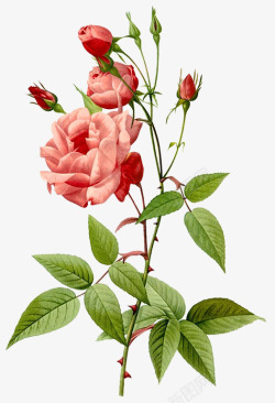 一朵兰花粉红手绘木兰花高清图片