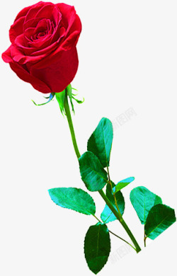 七夕海报玫瑰花植物红色素材