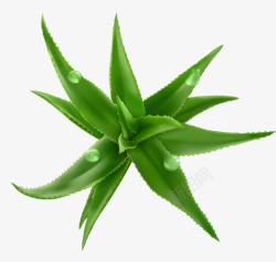 透明水珠图案绿色芦荟植物矢量图高清图片