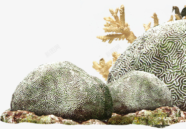 海底摄影海洋石头珊瑚png免抠素材_新图网 https://ixintu.com 摄影 海底 海洋 珊瑚 石头