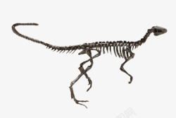 黑白骨架完整的恐龙骨架化石实物高清图片