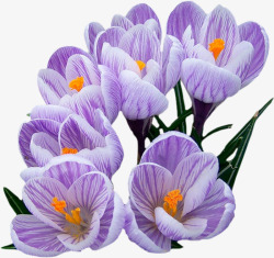 紫花花束花枝高清图片