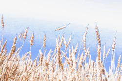 成熟自然风景金色小麦稻田高清图片