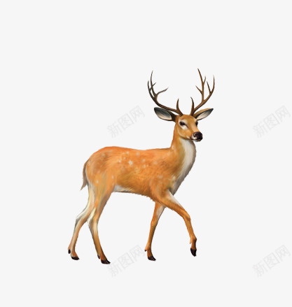 一只鹿png免抠素材_新图网 https://ixintu.com 卡通手绘 梅花鹿 海报 美丽的鹿 装饰