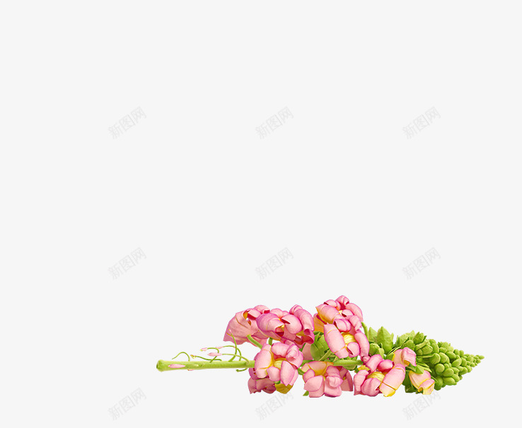 粉红色桃花花朵花苞png免抠素材_新图网 https://ixintu.com 桃花 粉红色 花苞 高清