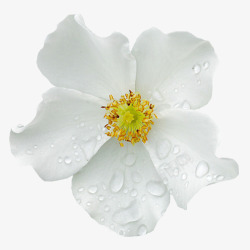 花朵上的白色花朵上的水珠高清图片