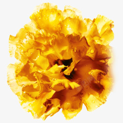 黄色水珠花朵素材