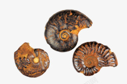 陆生嵴椎动物三个红色清晰的菊石化石实物高清图片
