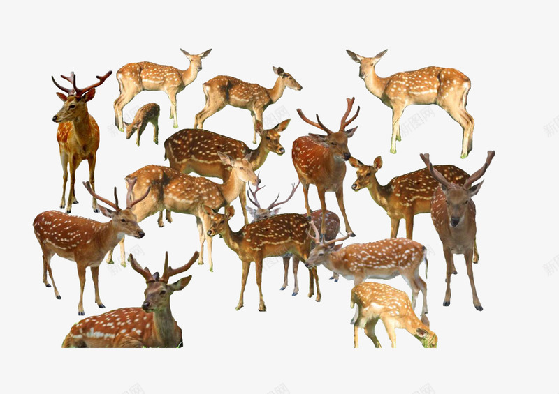 一群梅花鹿png免抠素材_新图网 https://ixintu.com 一群 动物 梅花鹿 聚集 重叠的动物