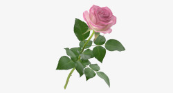 一支带刺花朵单支玫瑰一支粉红色盛开单支玫瑰高清图片