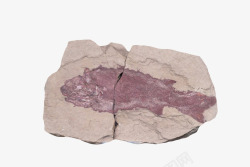 裂开石头红色鱼类化石实物高清图片