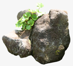 石头缝石头缝里的植物高清图片