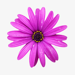 紫色有观赏性带水珠的一朵大花实素材