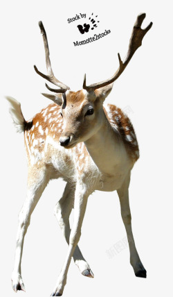 雄性手绘动物动物素描梅花鹿高清图片