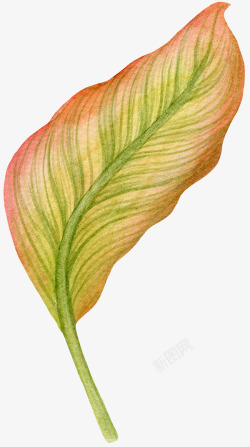 手绘创意植物叶子图素材